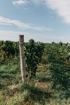 View of lush green grapevines supported by wooden posts in a rural vineyard under a clear blue sky Coka, Vojvodina, Serbia.