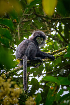 The Endemic Javan Langur / Lutung Jawa / Rachypithecus auratus