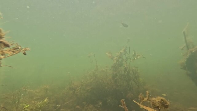 Mehrere kleine und gr&ouml;&szlig;ere Fische bewegen sich durch ein nat&uuml;rliches S&uuml;&szlig;wassergebiet unter Wasser. Die lebendige Szene vermittelt Biodiversit&auml;t und die Ruhe eines intakten aquatischen Lebensraums.