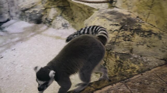 A tailed monkey walks back and forth inside the cage. She's obviously excited.
