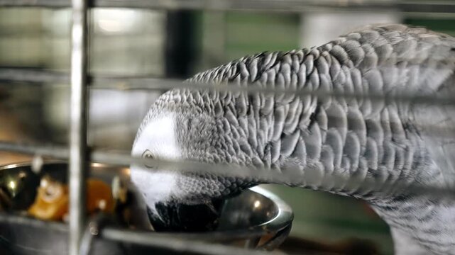 A big beautiful parrot eats his food sitting in a cage. Cool close-up