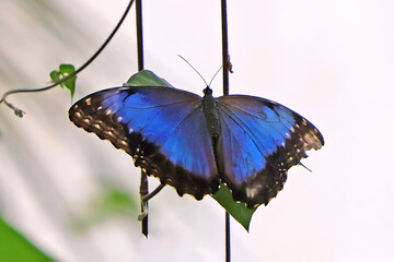 Gros plan sur le papillon morpho bleu © helenedevun