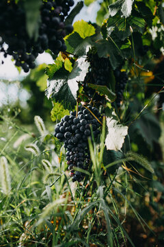 View of ripe dark purple grapes hanging on a vine with green leaves in a sunlit vineyard Coka, Vojvodina, Serbia.