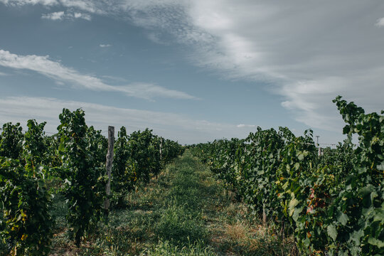 View of lush green vineyard rows with wooden posts under a cloudy sky in Coka, Vojvodina, Serbia.
