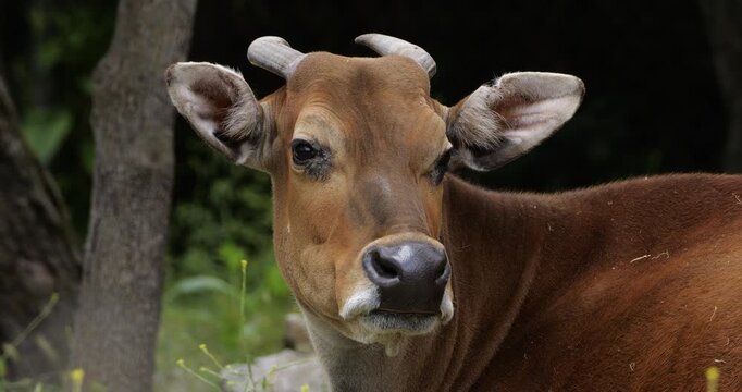 Portrait of the banteng (Bos javanicus), also known as the tembadau, Southeast Asia.