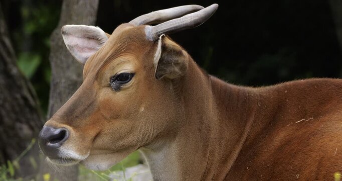 Portrait of the banteng (Bos javanicus), also known as the tembadau, Southeast Asia.