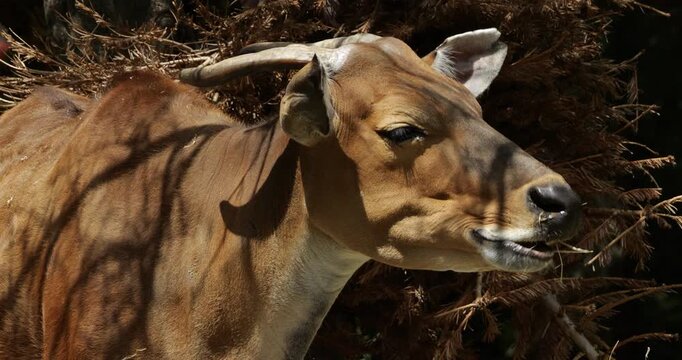 Portrait of the banteng (Bos javanicus), also known as the tembadau, Southeast Asia.