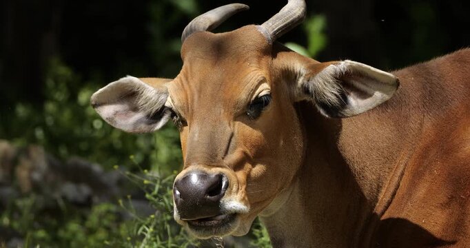 Portrait of the banteng (Bos javanicus), also known as the tembadau, Southeast Asia.