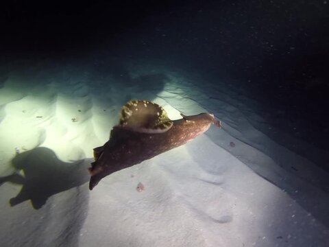 Sea hare (Aplysia punctata) swimming and landing on sandy seabed during a night dive in the Mediterranean Sea.