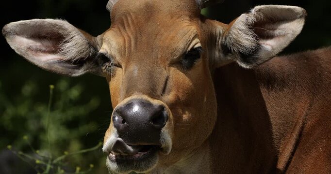 Portrait of the banteng (Bos javanicus), also known as the tembadau, Southeast Asia.