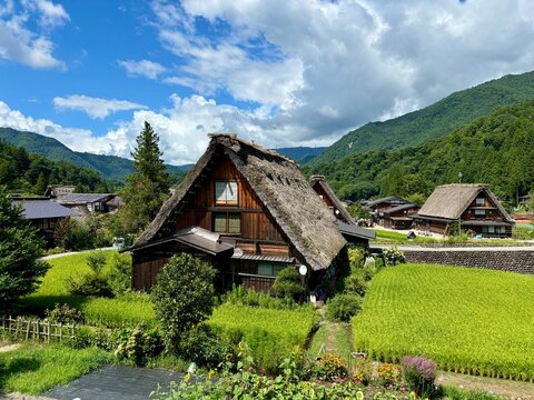 Traditional Gassho-zukuri Farmhouses in Shirakawa-go Village, Gifu Japan with Green Rice Fields and Mountain Landscape Under Blue Summer Sky