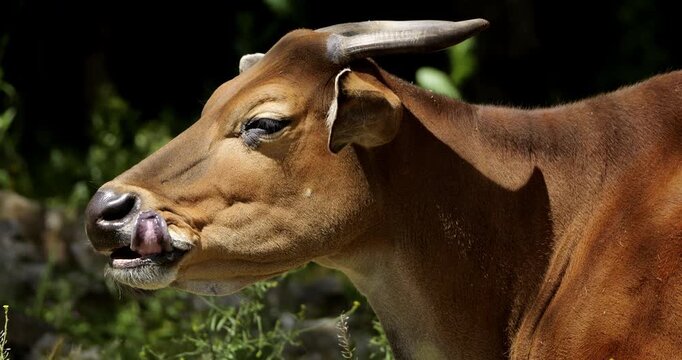 Portrait of the banteng (Bos javanicus), also known as the tembadau, Southeast Asia.