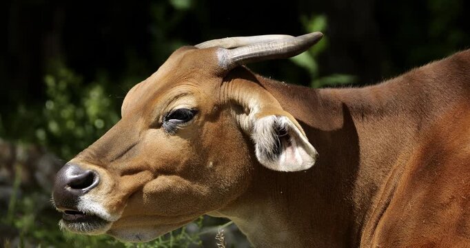 Portrait of the banteng (Bos javanicus), also known as the tembadau, Southeast Asia.