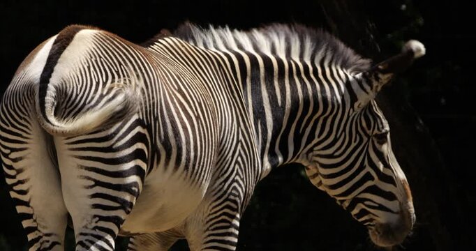 Grevy's zebra (Equus grevyi), also known commonly as the imperial zebra