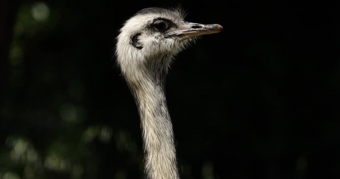 Portrait of a Greater rhea ( Rhea americana) against a black background.