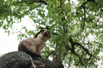 Siamese fold cat sitting on tree branch looking up. © Olga