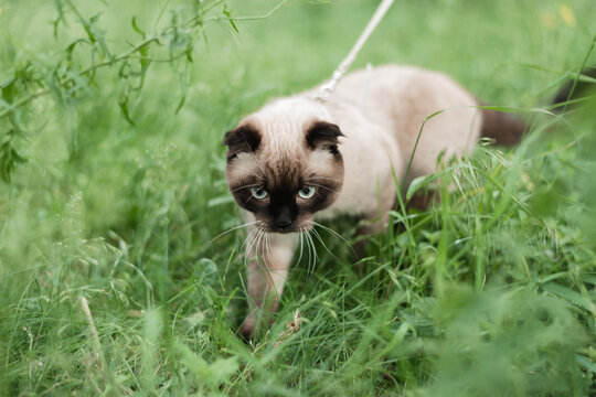 Siamese fold cat walking through tall green grass outdoors.