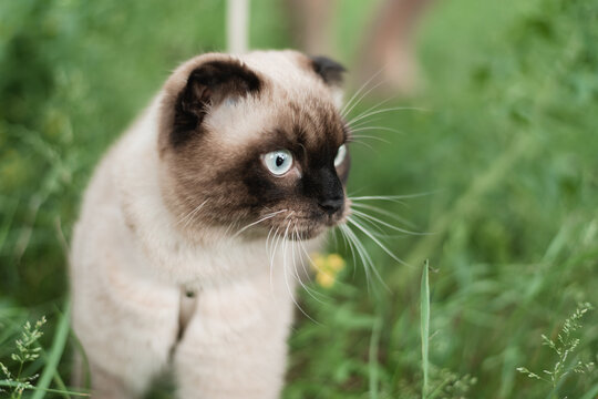 Close up of siamese fold cat in green grass looking aside.