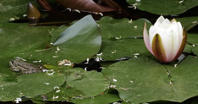 One Marsh frog (Pelophylax ridibundus) on a leaf of water lily, Southern France