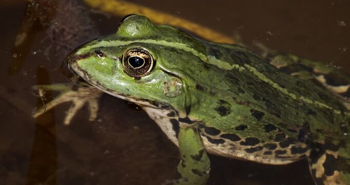 One Marsh frog (Pelophylax ridibundus) on a leaf of water lily, Southern France