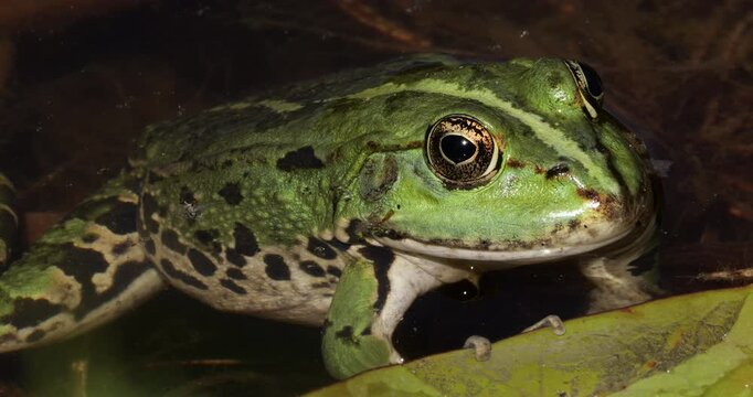 One Marsh frog (Pelophylax ridibundus) on a leaf of water lily, Southern France