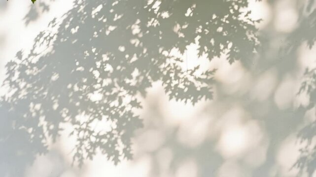 Natural tree leaves shadow overlay on white wall, realistic summer sunlight abstract pattern with soft botanical silhouettes and airy light, elegant organic backdrop for poster mockups, branding,