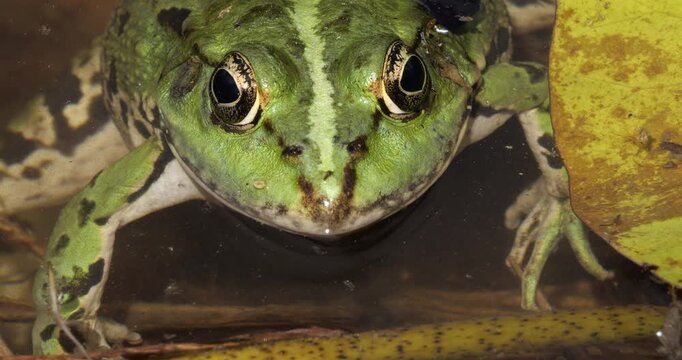 One Marsh frog (Pelophylax ridibundus) on the surface water, Southern France.