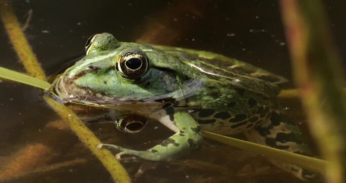One Marsh frog (Pelophylax ridibundus) on the surface water, Southern France.