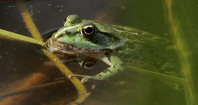 One Marsh frog (Pelophylax ridibundus) on the surface water, Southern France.