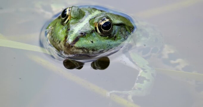One Marsh frog (Pelophylax ridibundus) on the surface water, Southern France.