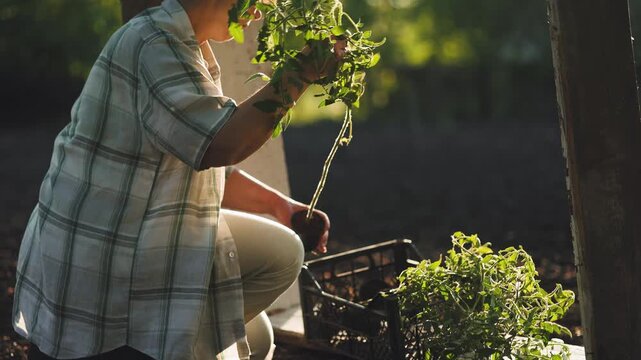 A female gardener squats down to carefully check green tomato seedlings in a black crate under warm golden sunlight. Agriculture, organic, farming, spring, woman, horticulture, country, lifestyle