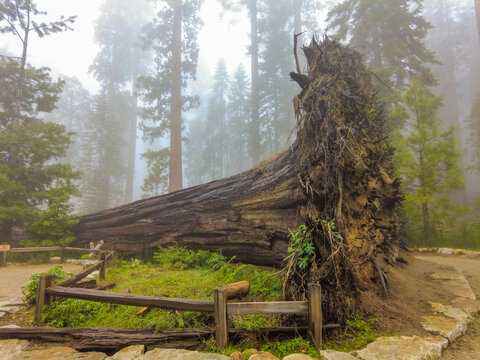 View of the massive fallen giant sequoia tree with its exposed root system in the misty Mariposa Grove of Giant Sequoias in Yosemite National Park Fish Camp, California, United States.