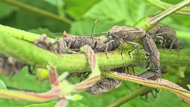 Group of bean shield bugs mating on a humulus japonicus vine, agricultural soybean pest macro ,환삼덩굴 줄기에서 단체로 짝짓기를 하는 콩밭 해충 노린재 무리 접사 영상