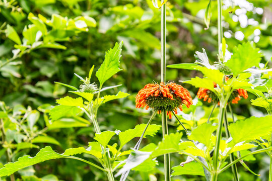 Leonotis leonurus pertenece a la familia Lamiaceae.