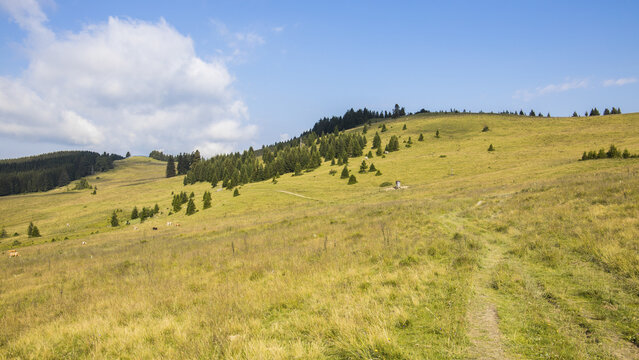 View of the Almenland alpine pastures with rolling green hills and scattered pine trees under a blue sky in Teichalm, Steiermark, Austria.