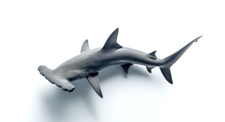 Fototapeta premium A sleek and elegant hammerhead shark swims gracefully in the ocean. Its unique shape and features make it a fascinating creature. Perfect for marine life enthusiasts. AI