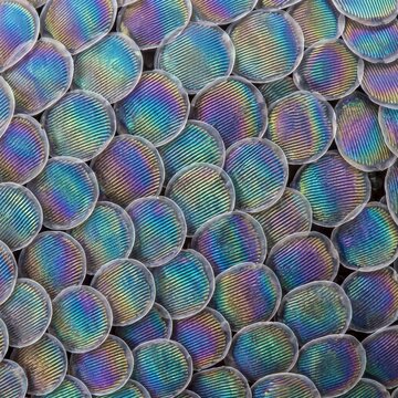 Extreme macro abstract of iridescent scales on springtail exoskeleton