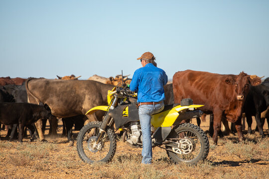 Man on a motorbike, blocking up cattle