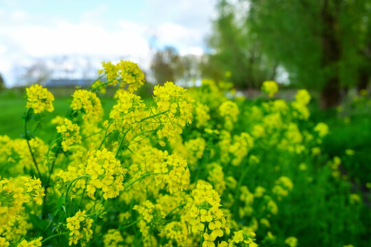Vibrant yellow rapeseed flowers blooming in the river landscape near Andelst along the Waal river, scenic springtime polder countryside background in Gelderland, Netherlands
