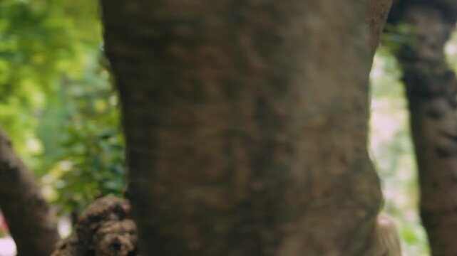 Young child cautiously navigates through textured mossy tree crevices