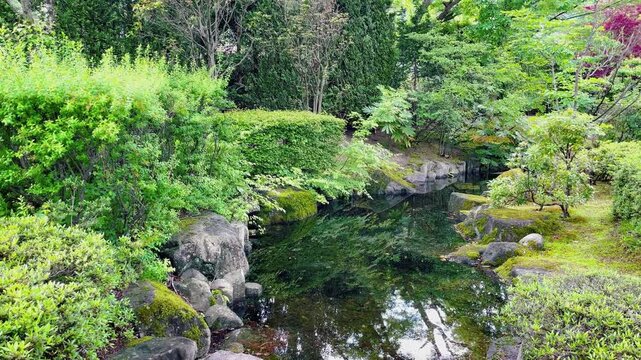 【自然】緑に囲まれた公園の池と石と苔のある風景 - Park Landscape with Pond, Stones and Moss Surrounded by Greenery