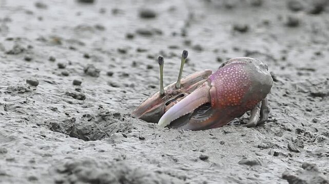 
Endangered White-clawed Fiddler Crab showing large claw behavior #014학명:Austruca lactea

 
