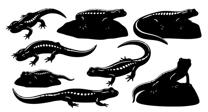 Detailed salamander silhouettes in various positions and movements isolated on white background for herpetology illustration