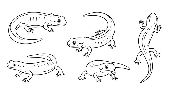 Set of detailed outline drawings of salamanders and newts in various poses isolated on white background for coloring pages