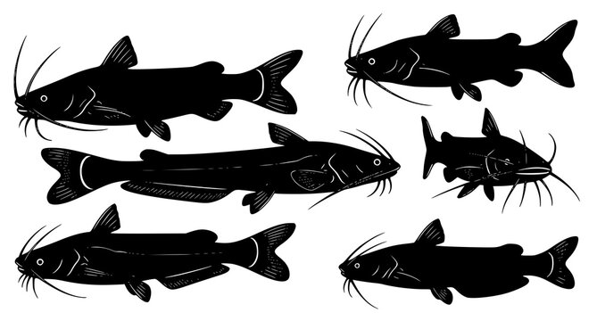 Set of black silhouette icons of catfish in various swimming poses isolated on white background for fishing and wildlife design projects