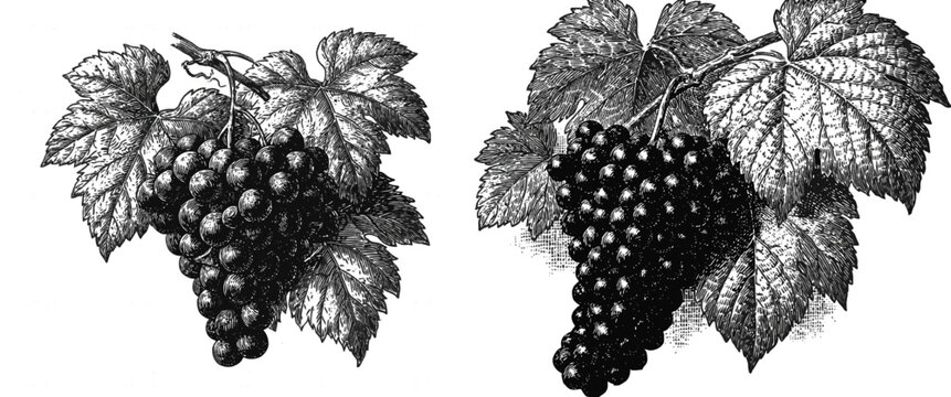 A vintage woodcut illustration depicts an abundant cluster of dark red grapes hanging from a vine with large leaves, rendered in rich rustic line textures against a crisp white border background