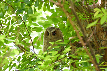 Obraz premium Young Collared Scops Owl (Owlet) perched in the forest. 領角鴞寶寶（幼鳥）棲息在森林中。