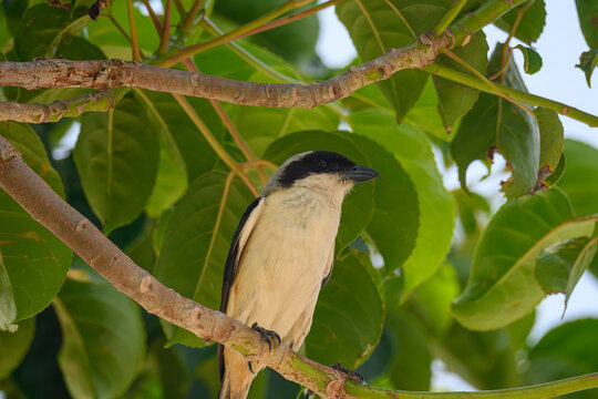 棕背伯勞 (Long-tailed Shrike / Rufous-backed Shrike, Lanius schach)