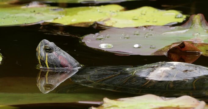 Red-eared slider (Trachemys scripta elegans), also knowed as red-eared terrapin. Southern France.