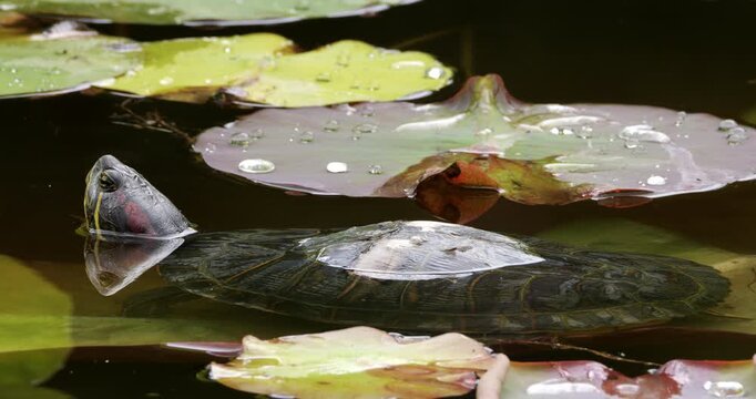Red-eared slider (Trachemys scripta elegans), also knowed as red-eared terrapin. Southern France.